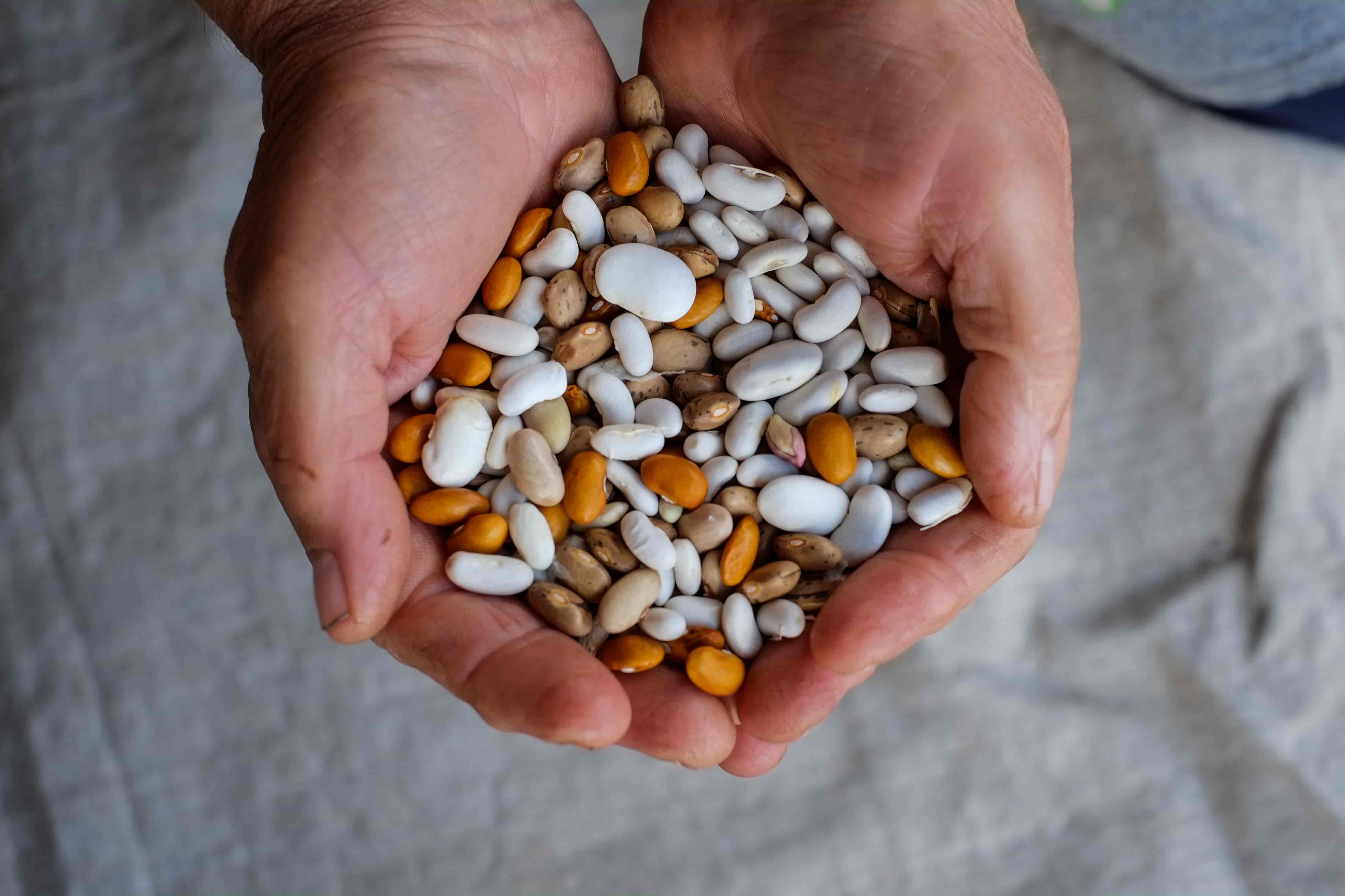 Forget Gluten: Lectins Are the New Health Terrorist (And They're Everywhere).