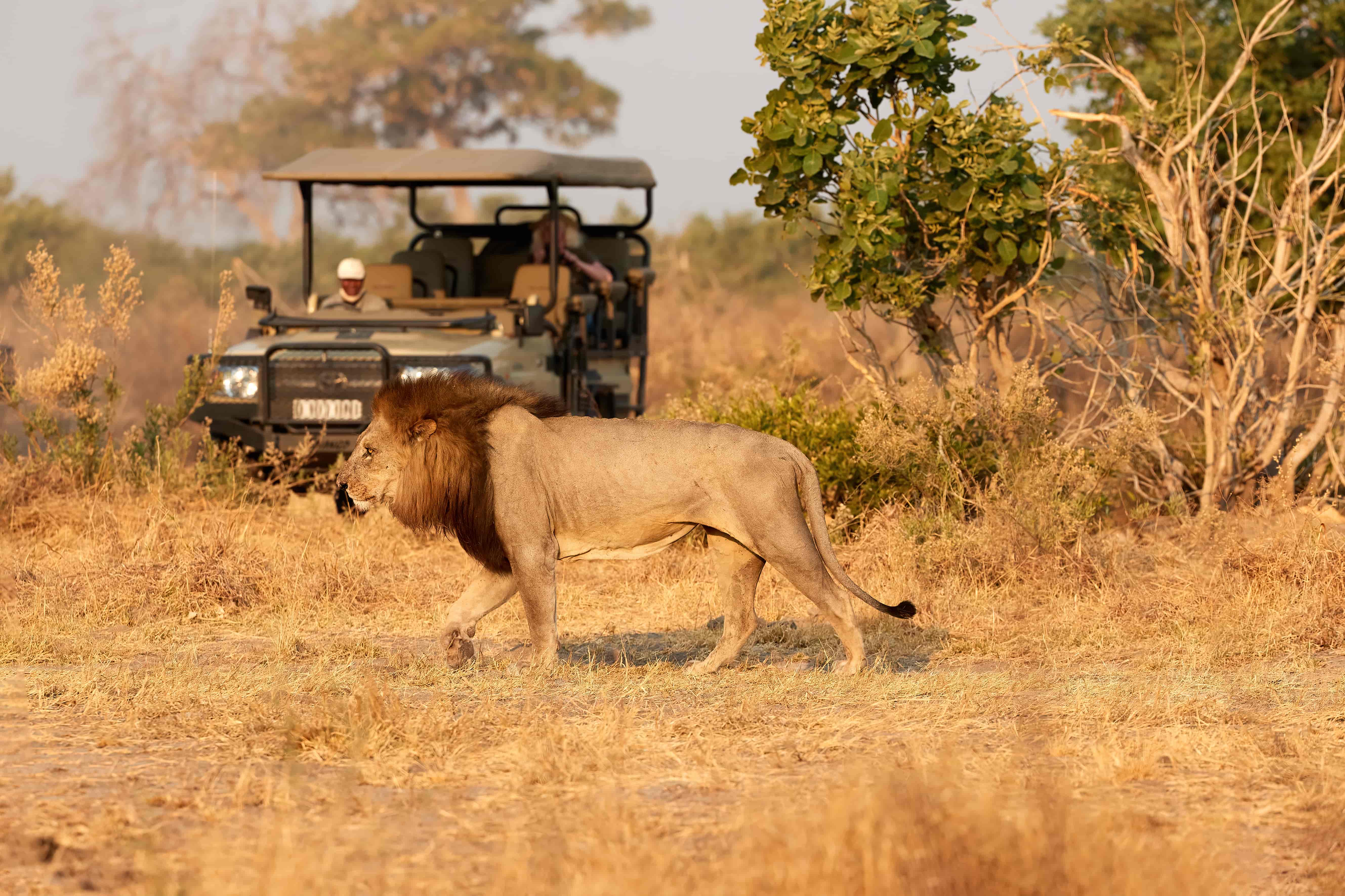 Luxury for Less: How to Book a $10k Botswana Safari for $4k